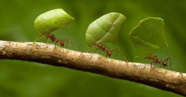 formiga blog beth 130717